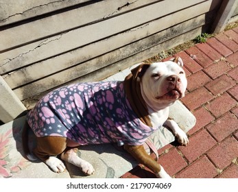 White And Brown Pitbull In The Sun.