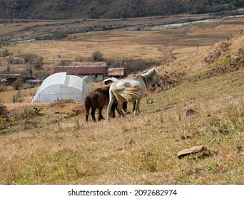 White And Brown Pony Green Hill 