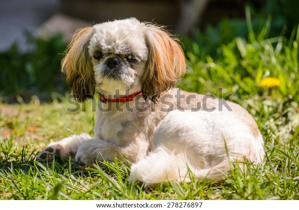 White Brown Puppy Shih Tzu Wears Stock Photo Edit Now 278276897