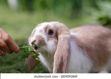 White brown rabbit eating in summer day.  French lop  rabbit in garden.