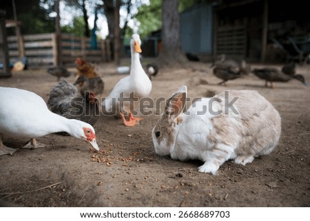A white and brown rabbit eats grain off the ground surrounded by ducks and chickens in a farmyard scene