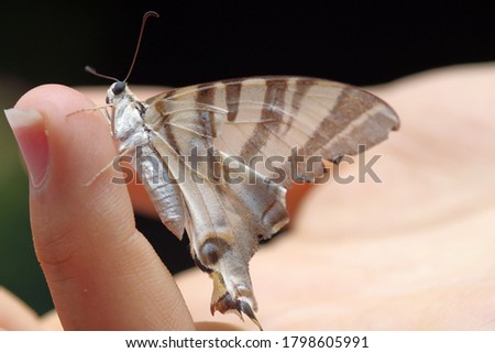 White and brown stripped butterfly standing on a woman’s finger with a black background at night.