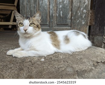 A white and brown tabby cat with striking green eyes is lounging on a concrete step in front of a weathered wooden door. - Powered by Shutterstock