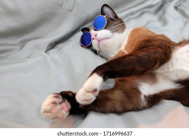 White and brown thai cat with insert sun glases was enjoy sleeping