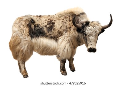 White And Brown Yak (Bos Grunniens Or Bos Mutus) Isolated On White Background