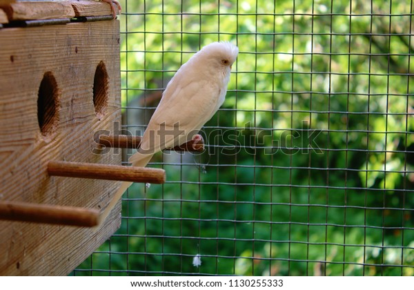 white budgie cage