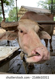 White Buffalo Face In Thailand This Picture Take From Khowkhew 