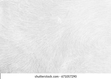 White Buffalo Skin Background.