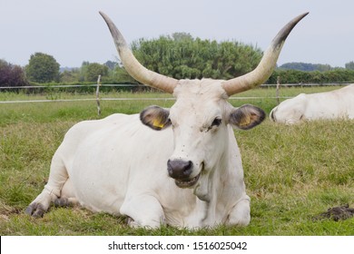 A white buffalo (Tuscan bull) with huge horns smiles while showing teeth. Lying on the lawn. Italy