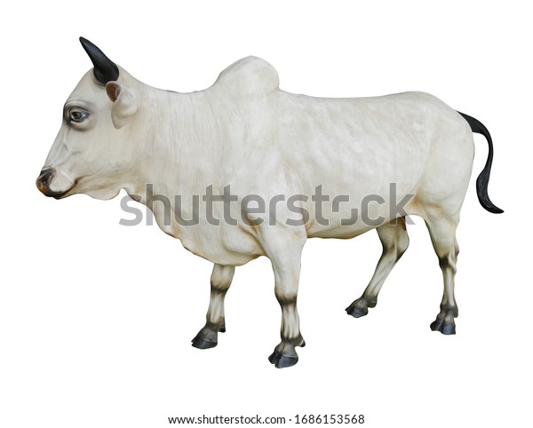 White Bull On White Backgroud Clipping Stock Photo (Edit Now) 1686153568