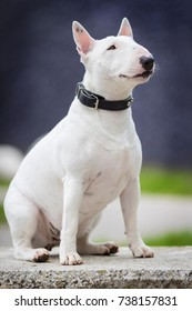 White Bull Terrier On Stone Bench