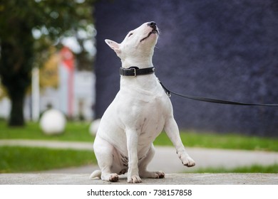 White Bull Terrier On Stone Bench