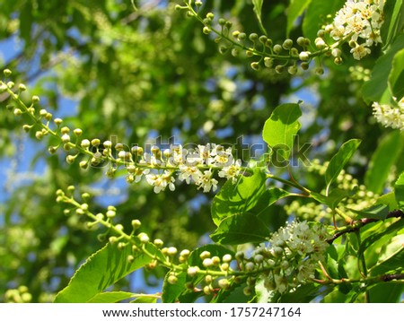 Similar – Foto Bild Frühlingsblüten Blüte