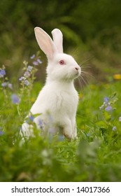 Red Eyed Rabbit Images Stock Photos Vectors Shutterstock