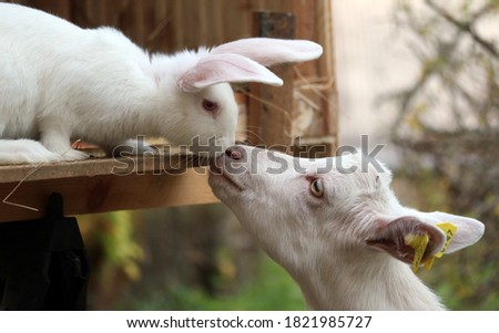 White bunny rabbit and goat kid touching noses