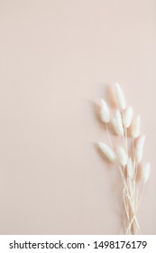 White Bunny Tail Grass On Pink Background, Copy Space, Dried Lagurus Grass