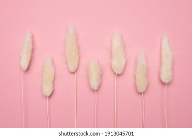 White Bunny Tail Grass On Pink Background, Dried Lagurus Grass Top View