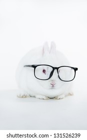 Download Rabbit In Glasses Images Stock Photos Vectors Shutterstock