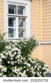 White Burnet Rose, Rosa Pimpinellifolia In Full Bloom