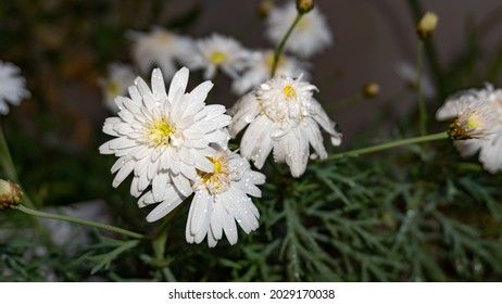 White Bush Daisy (chrysanthemum Frutescens) With Drops Of Water.