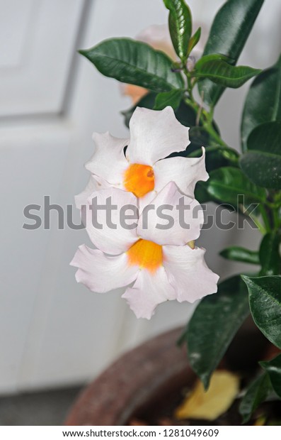 White Bush Flowers Mandevilla Dipladenia Close Stock Photo Edit Now 1281049609