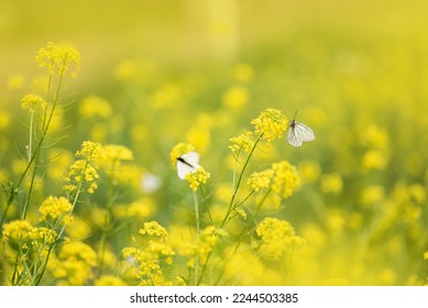 white butterflies in a clearing with saturated yellow flowers, selective focus - Shutterstock ID 2244503385