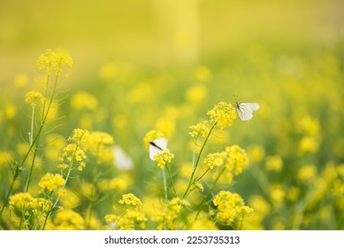 white butterflies sit on a flower in a clearing with saturated yellow flowers, selective focus - Shutterstock ID 2253735313