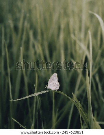 A white butterfly with a blurred background is a mesmerizing sight. With its wide wings and clean white color, it appears like jewelry suspended in the air. Stock photo © 