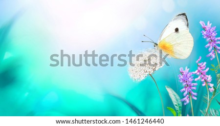 White butterfly close-up macro on wild meadow fluffy flower in spring summer on a beautiful soft blurred blue turquoise background. Gentle artistic image of nature, copy space.
