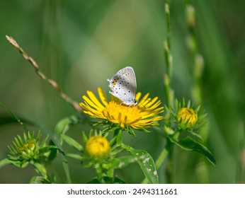 A white butterfly with a cute face sits on a yellow dandelion flower. Polyommatus icarus collecting nectar from flowers on a green meadow - Powered by Shutterstock