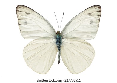 white butterfly isolated on white background