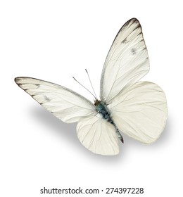 White Butterfly Isolated On White Background