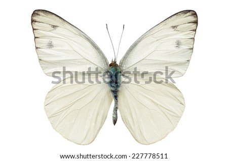 white butterfly isolated on white background