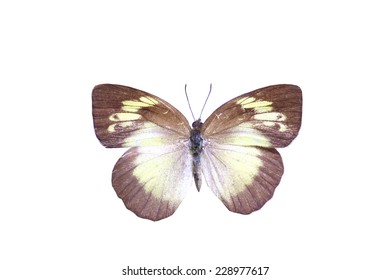 White Butterfly Isolated Set Realistic Amazing Stock Photo 228977617 ...