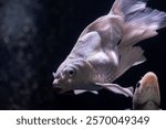 White Butterfly Koi fish pet in an Aquarium. Butterfly koi, longfin koi, or dragon carp are a type of ornamental fish notable for their elongated finnage. 