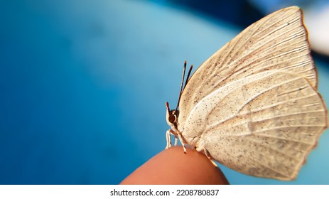 White Butterfly Macro On Finger.Curetis Acuta, The Angled Sunbeam.Nature Stock Image Of A Close Up Insect. Blurred Clue Background.High Quality Photo