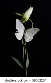 White Butterfly On White Bud Isolated On Black Background