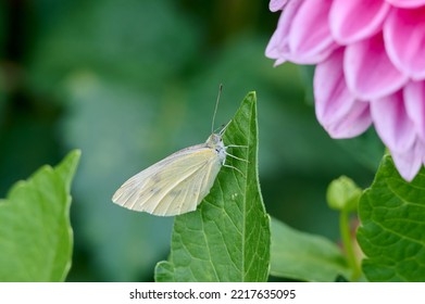 White Butterfly On Green Dahlia Leaf With Pink Flower