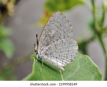 White Butterfly On The Leaf. Spalgis Is A Genus Of Butterflies In The Family Lycaenidae. Spalgis Are Found In The Australasian Realm, The Indomalayan Realm, And The Afrotropical Realm