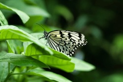 White Butterfly On A Leaf. White Tree Nymph. The Butterfly Has A Graphic Pattern. Black Edges, Lines And Stripes On The Wings.