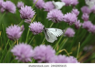 White butterfly on lilac Chives flowers in the garden.