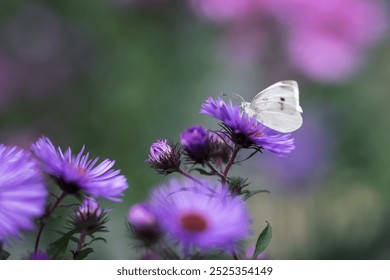 White butterfly on purple asters on a blurred background. - Powered by Shutterstock