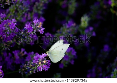 Similar – Lemon butterfly on flowering lavender