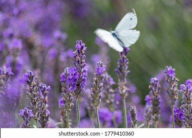 White butterfly on purple lavender shows a color contrast with violet and white wings of tenderness in spring and summer representing lightness, lifetime and a light summer dream with a nice fragrance - Shutterstock ID 1779410360