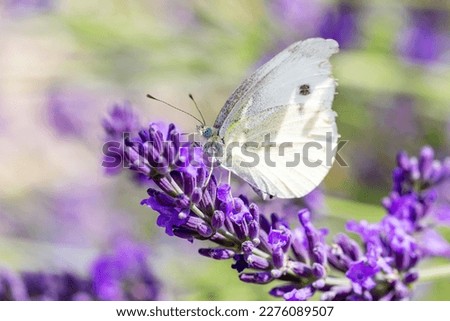White butterfly on violet lavender