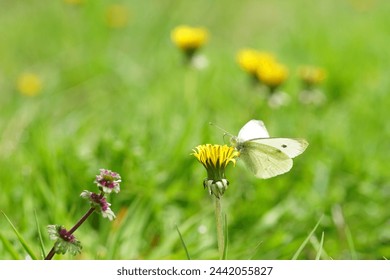 white butterfly on yellow dandelion flower in a summer garden, closeup, side view. - Powered by Shutterstock