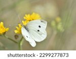 A white butterfly (Pieris rapae  "blanquita de la col") sipping nectar from dandelion flower