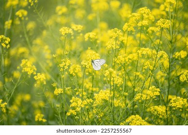 a white butterfly sits on a flower in a clearing with saturated yellow flowers, selective focus - Shutterstock ID 2257255567