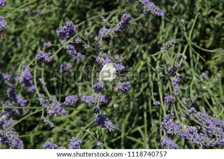 Similar – Lemon butterfly on flowering lavender