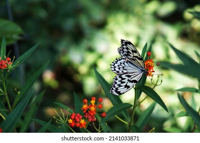 White butterfly using sony NEX6 camera                      